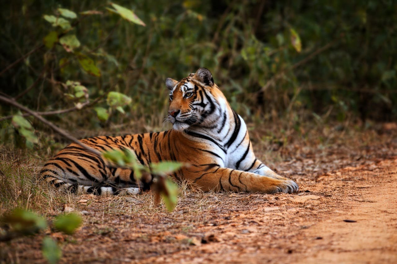 Ranthambore (1)