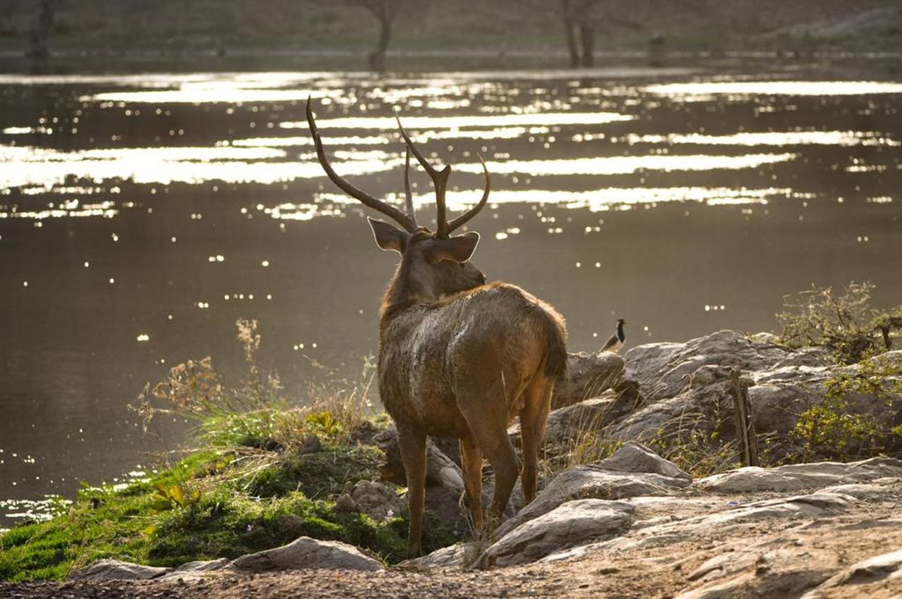Ranthambore (2)