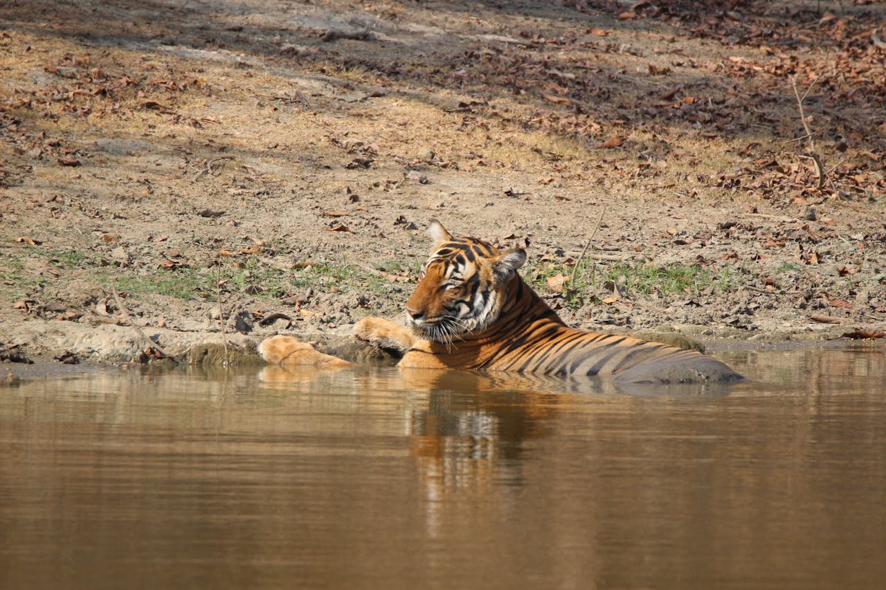 Ranthambore (3)