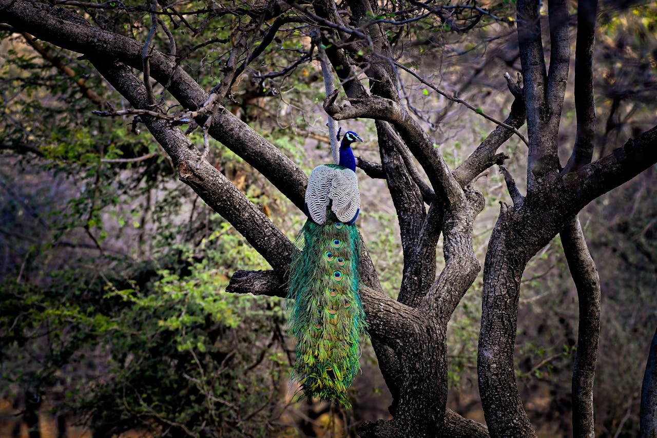 Ranthambore (4)