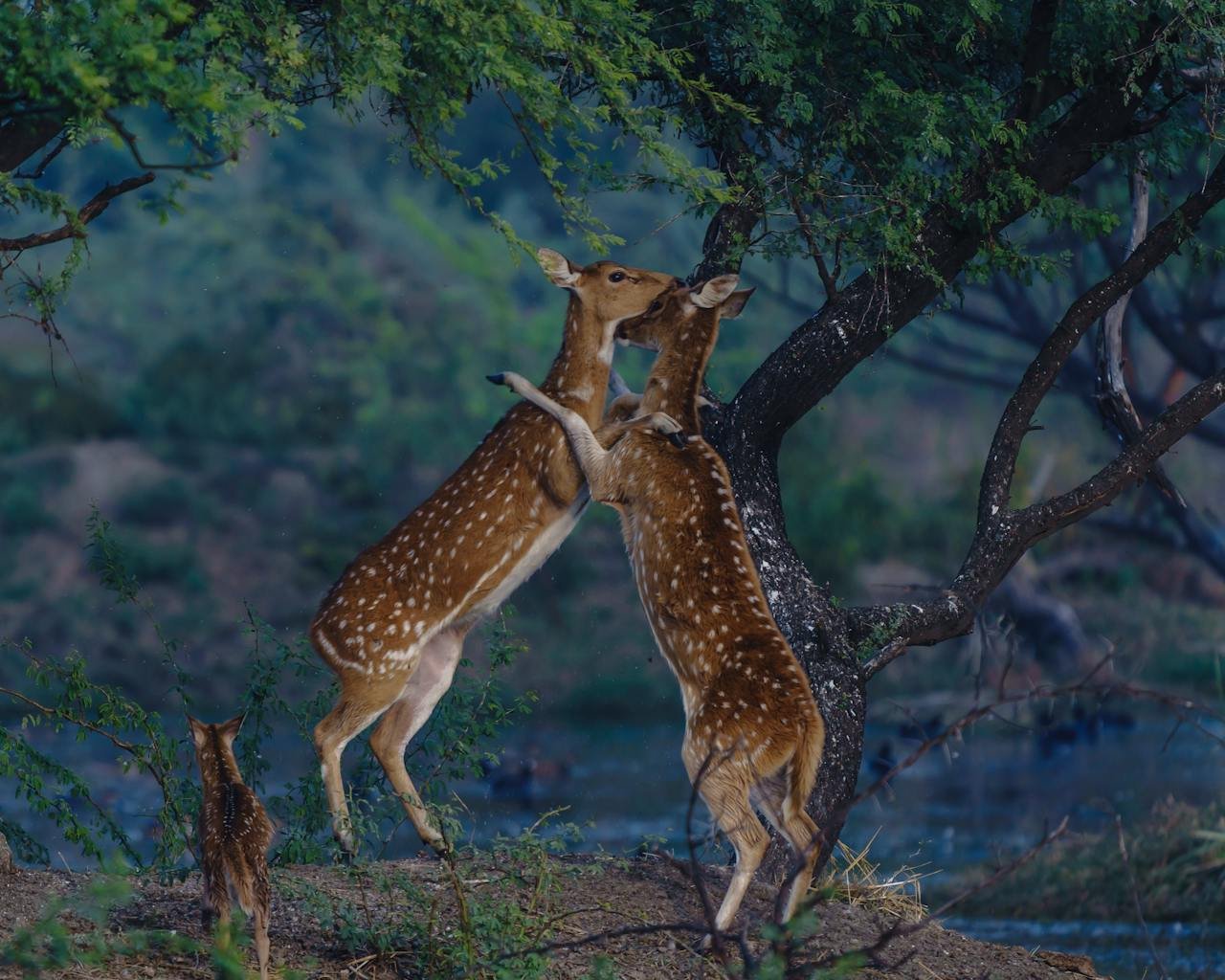 Ranthambore (6)