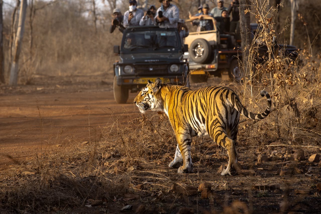 Ranthambore (7)