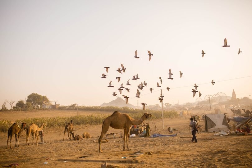 ajmer pushkar (2)